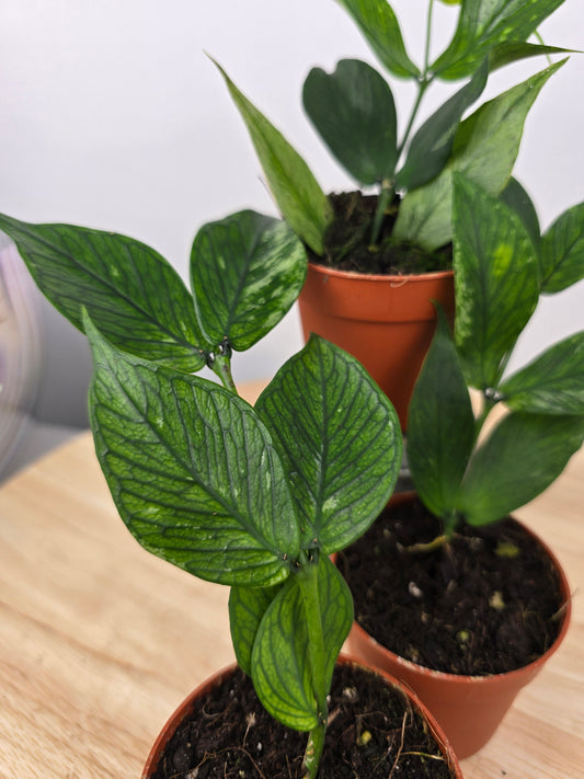 Hoya polyneura 'Broget'