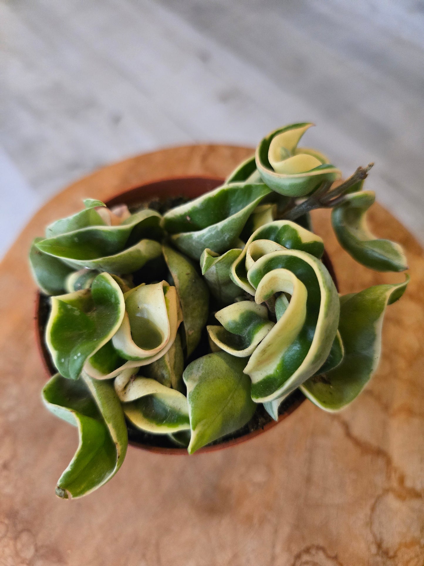 Hoya carnosa Compacta 'variegata'