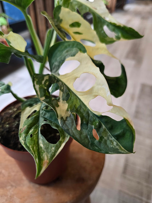Monstera adansonii variegata