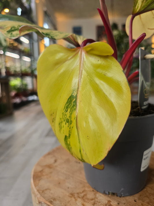 Philodendron Strawberry Shake (3)