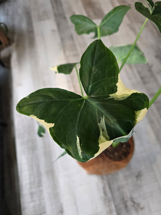 Xanthosoma sagittifolium Mickey Mouse