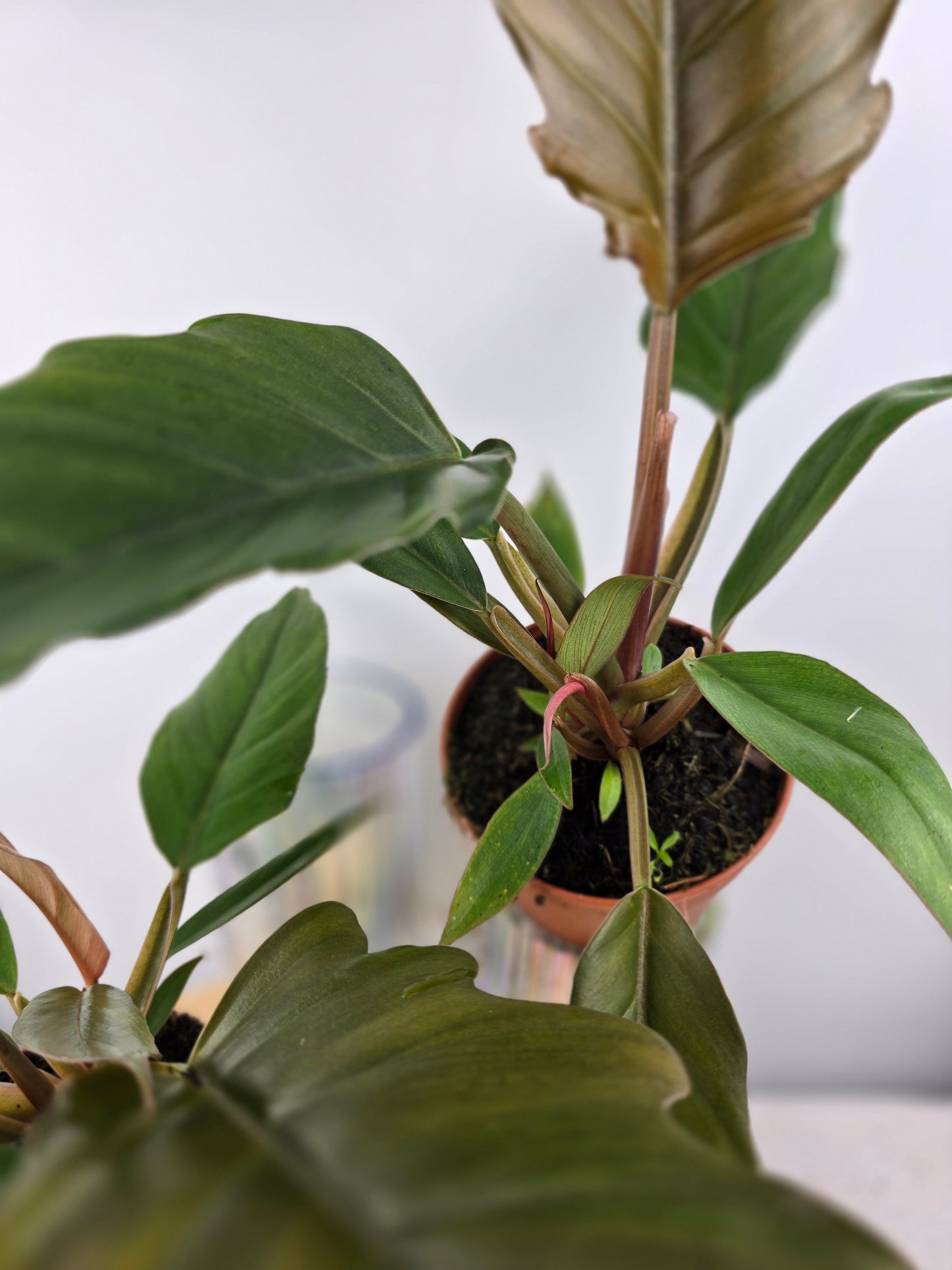 Philodendron 'Choco Empress'