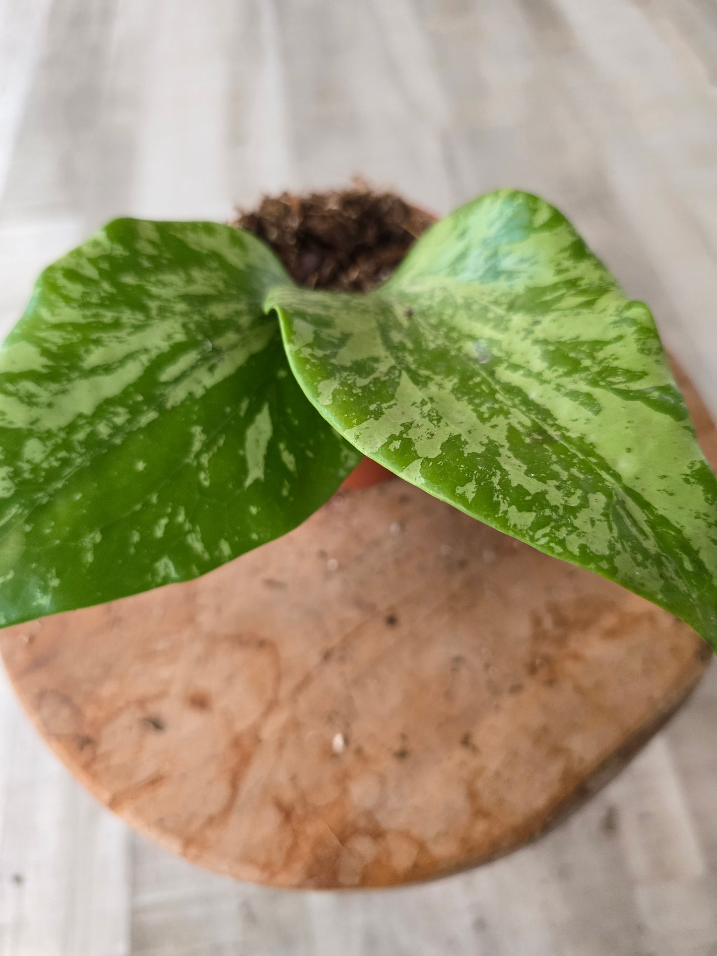 Hoya glabra splash