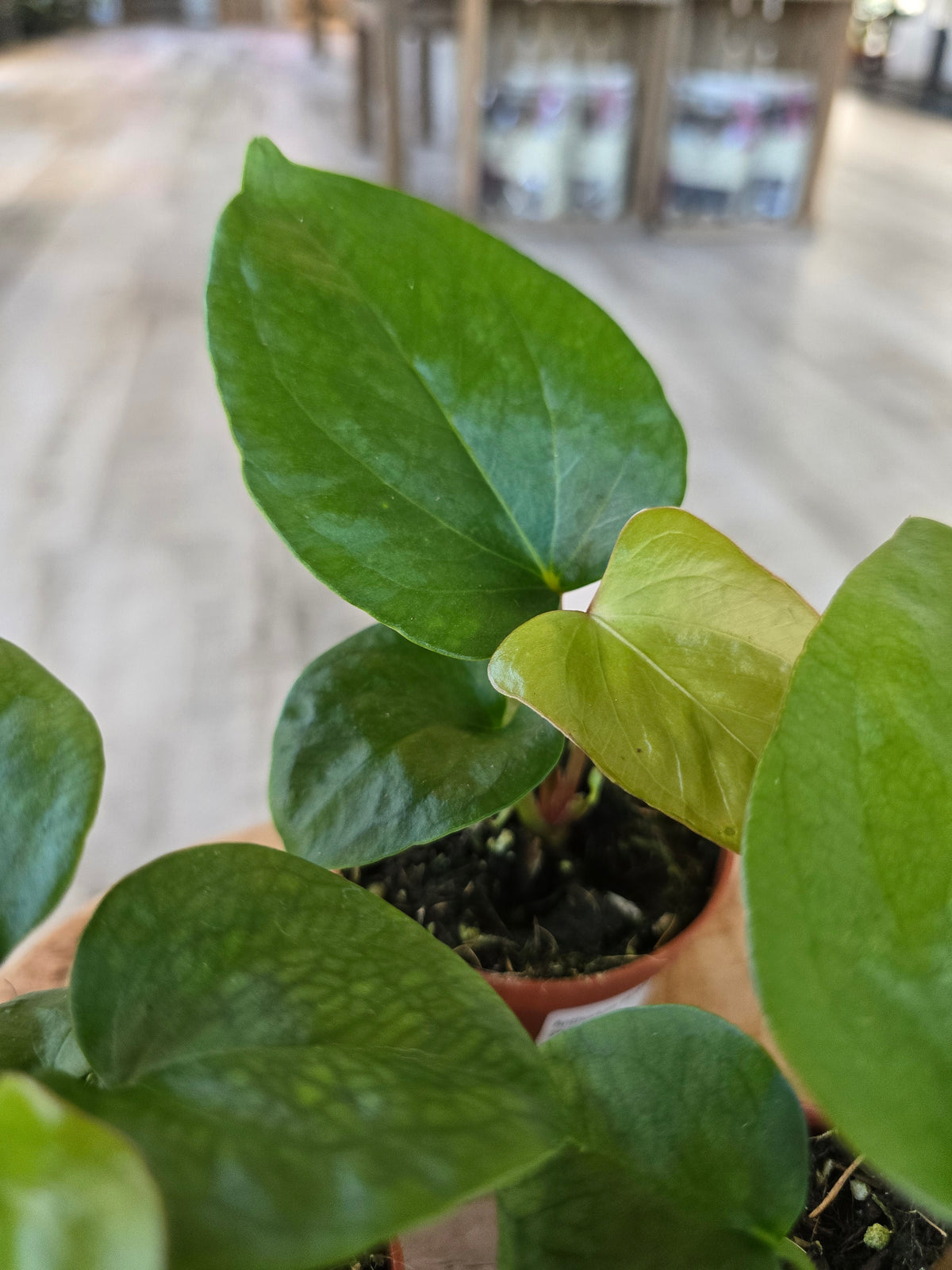 Anthurium Pinkleyi