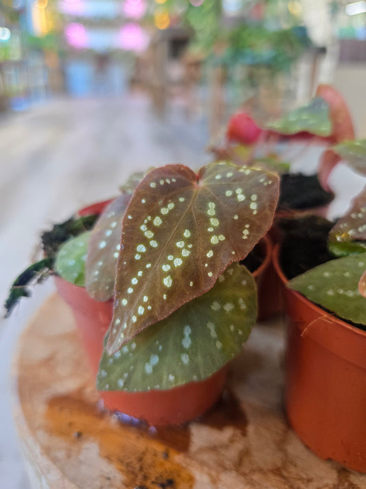 Begonia Pandora