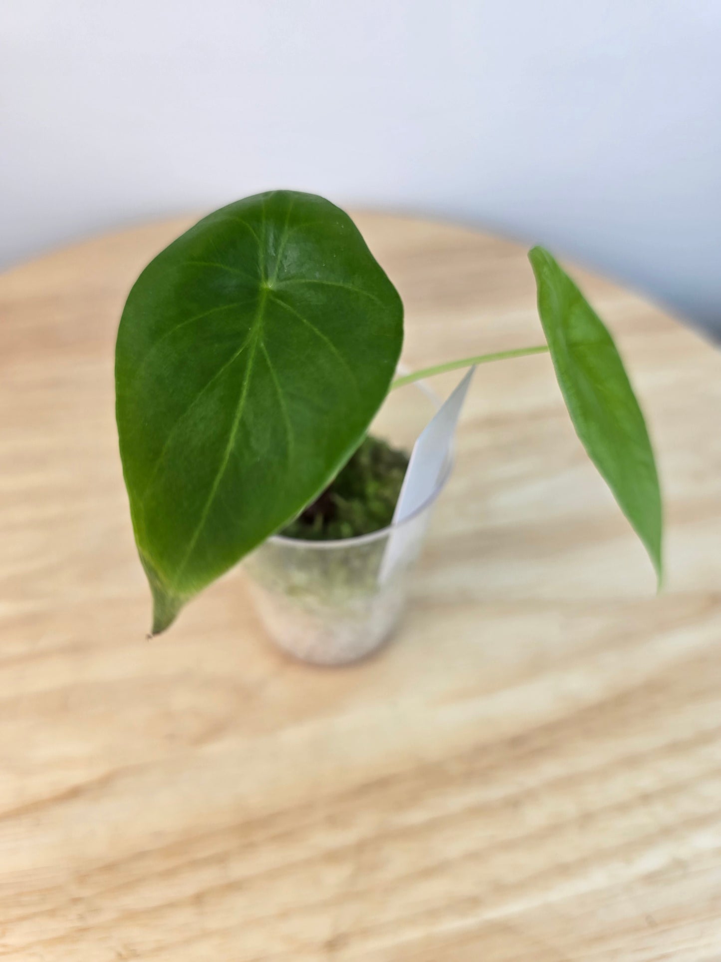 Alocasia Clypeolata Green Shield (JP)