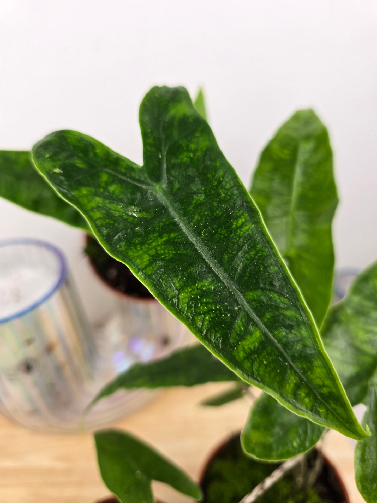 Alocasia zebrina 'Reticulata'