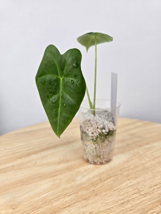 Alocasia Micholitziana Frydek (JP)