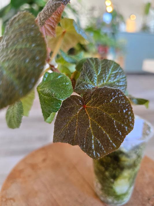 Begonia Boomer (RC1)