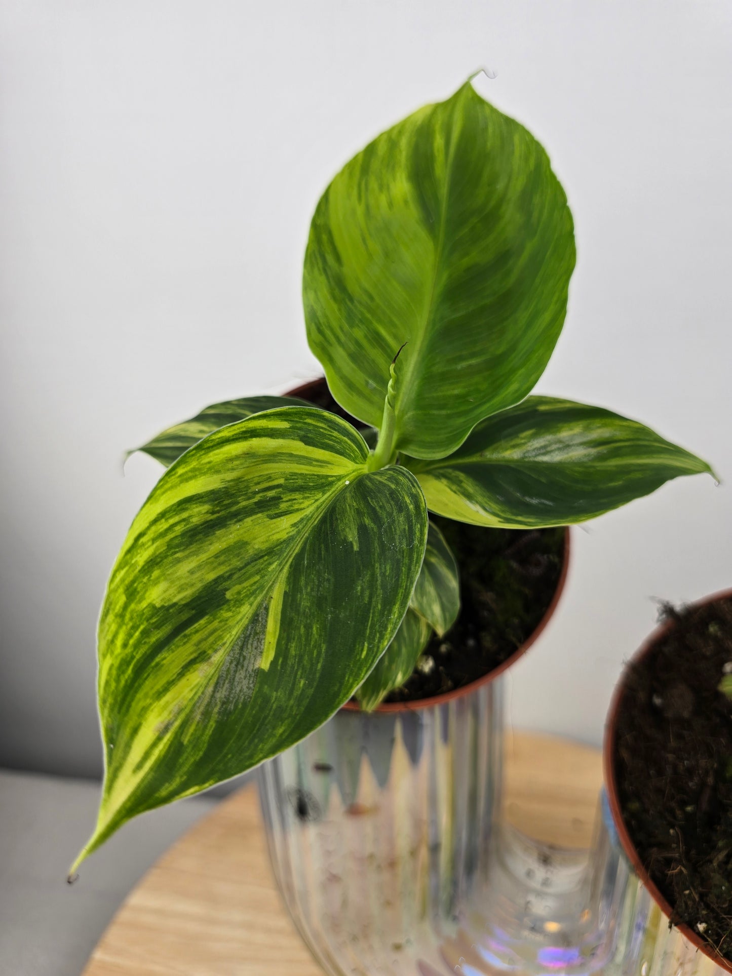Musa Aurea