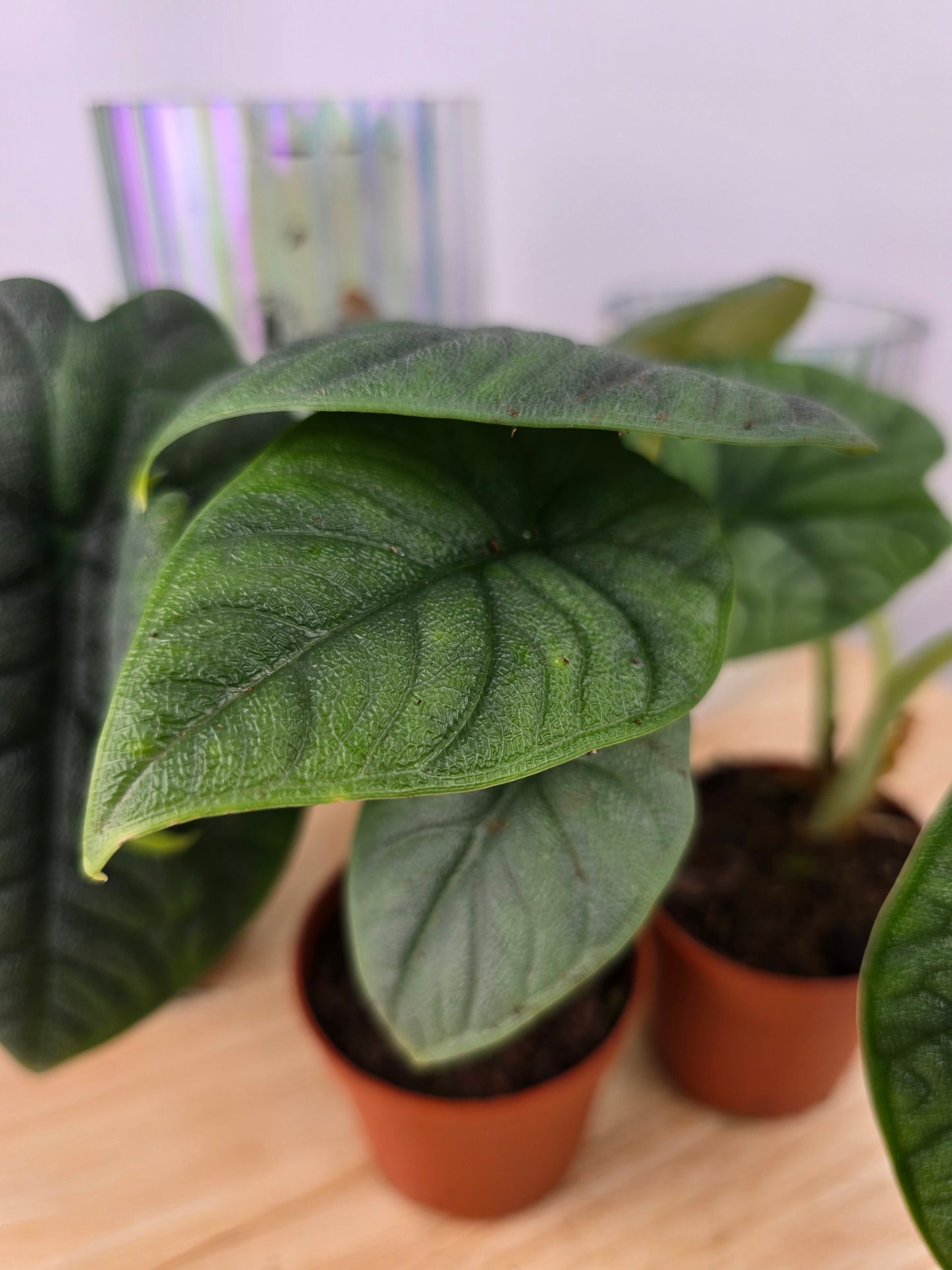Alocasia melo