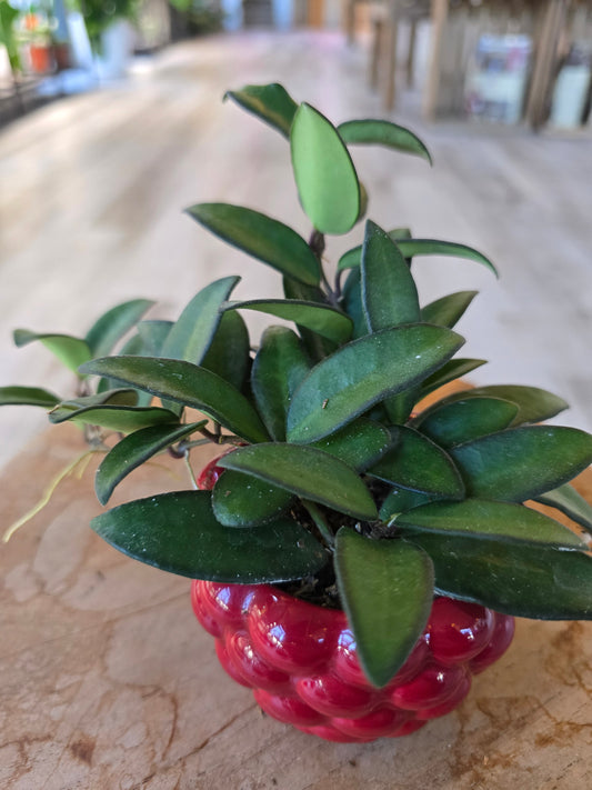 Hoya 'Rosita' 'S'
