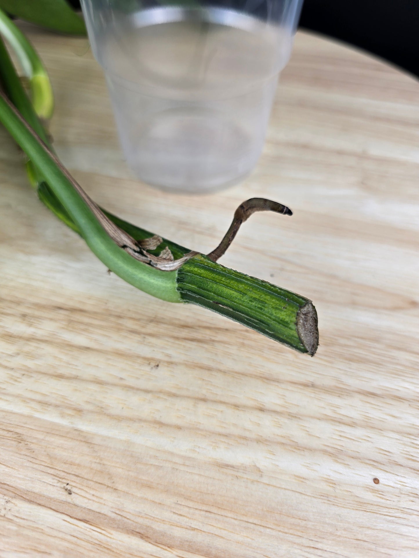 Epipremnum Pinnatum Cintho Goldfinger (Cutting 1)