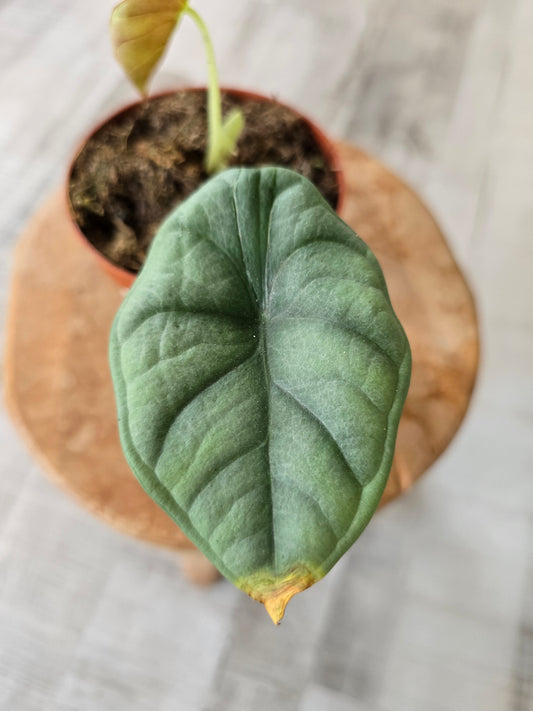 Alocasia Nebula (SC)