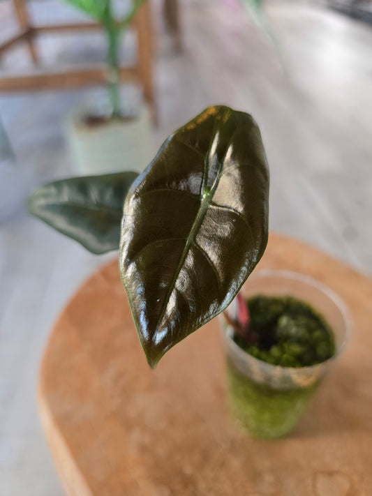 Alocasia chantrieri (JP)