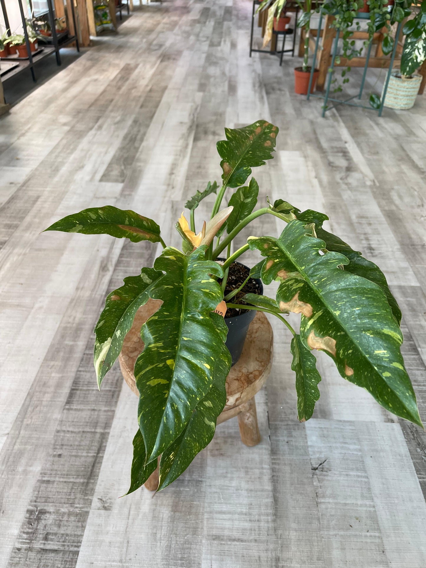 Philodendron Ring of Fire (SC)
