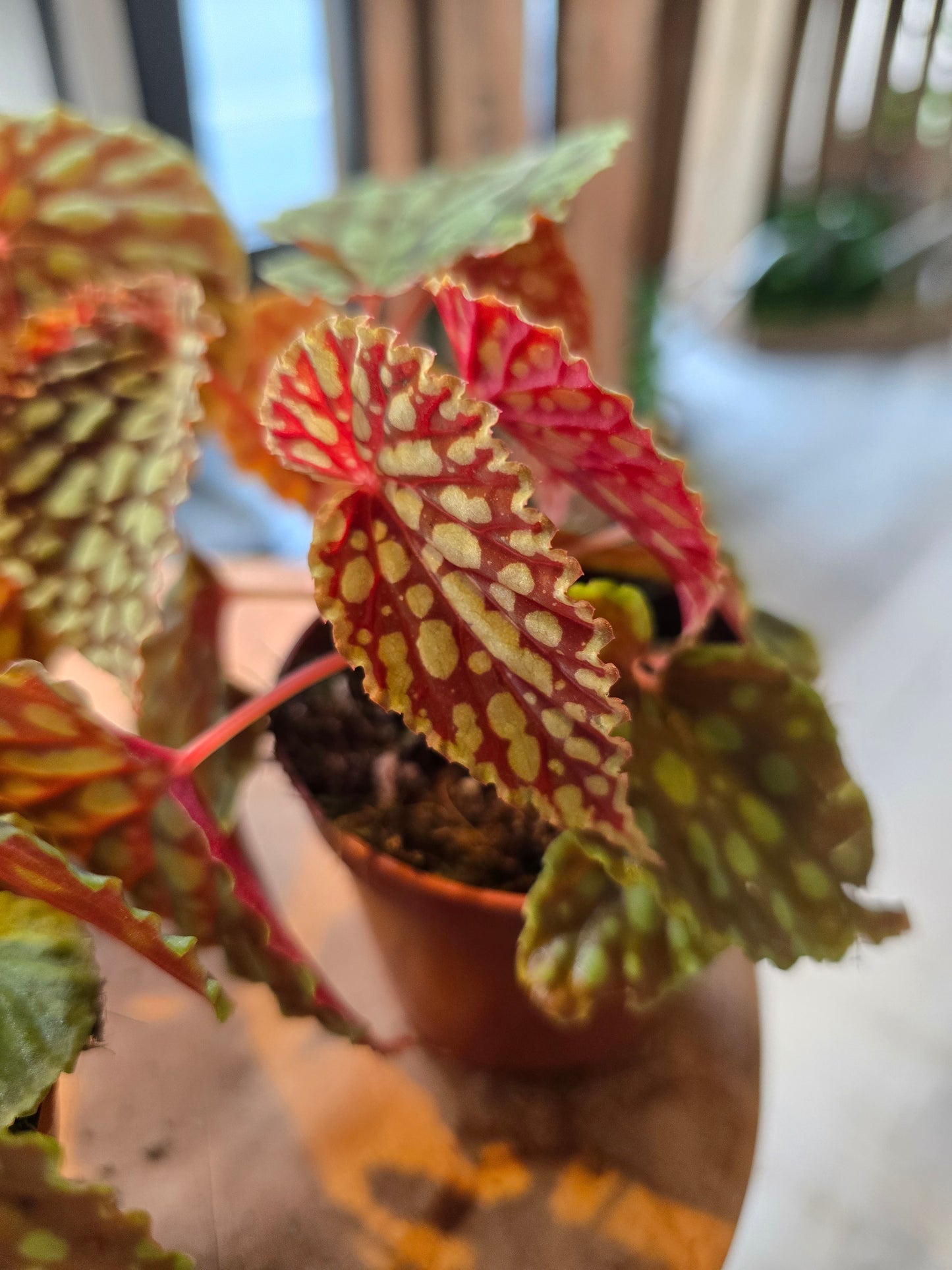 Begonia Chlorosticta