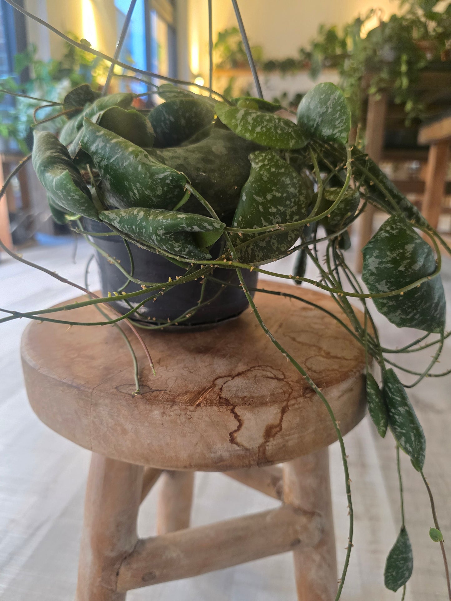 Hoya imbricata