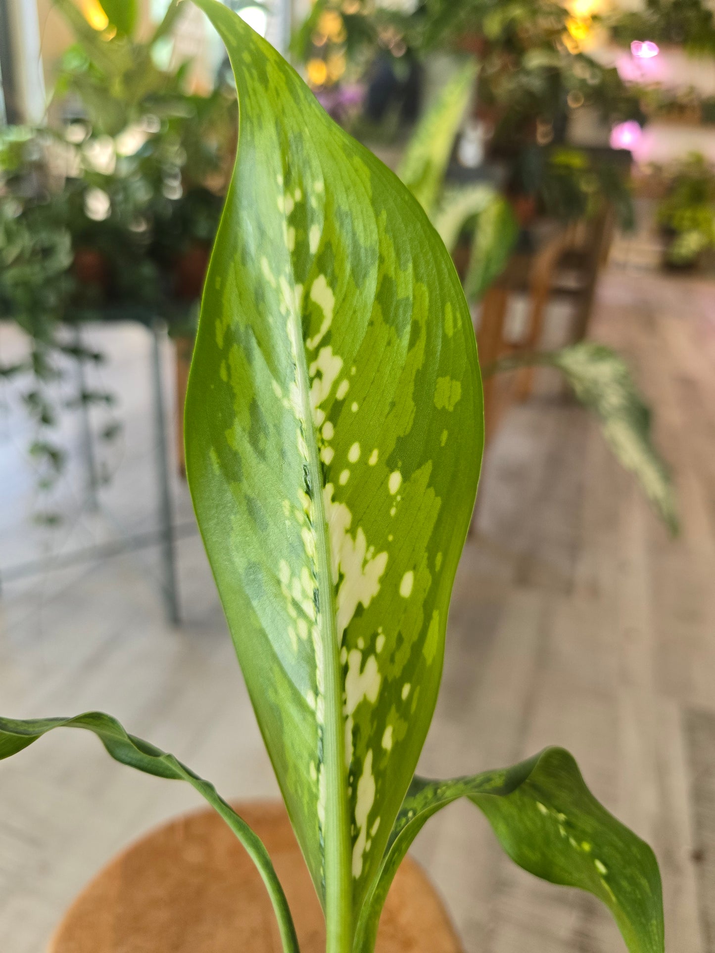 Dieffenbachia Crocodile (JP)