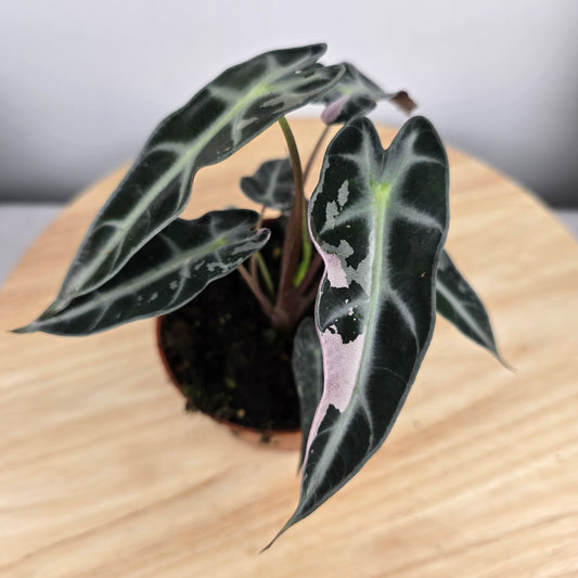 Alocasia Bambino variegata