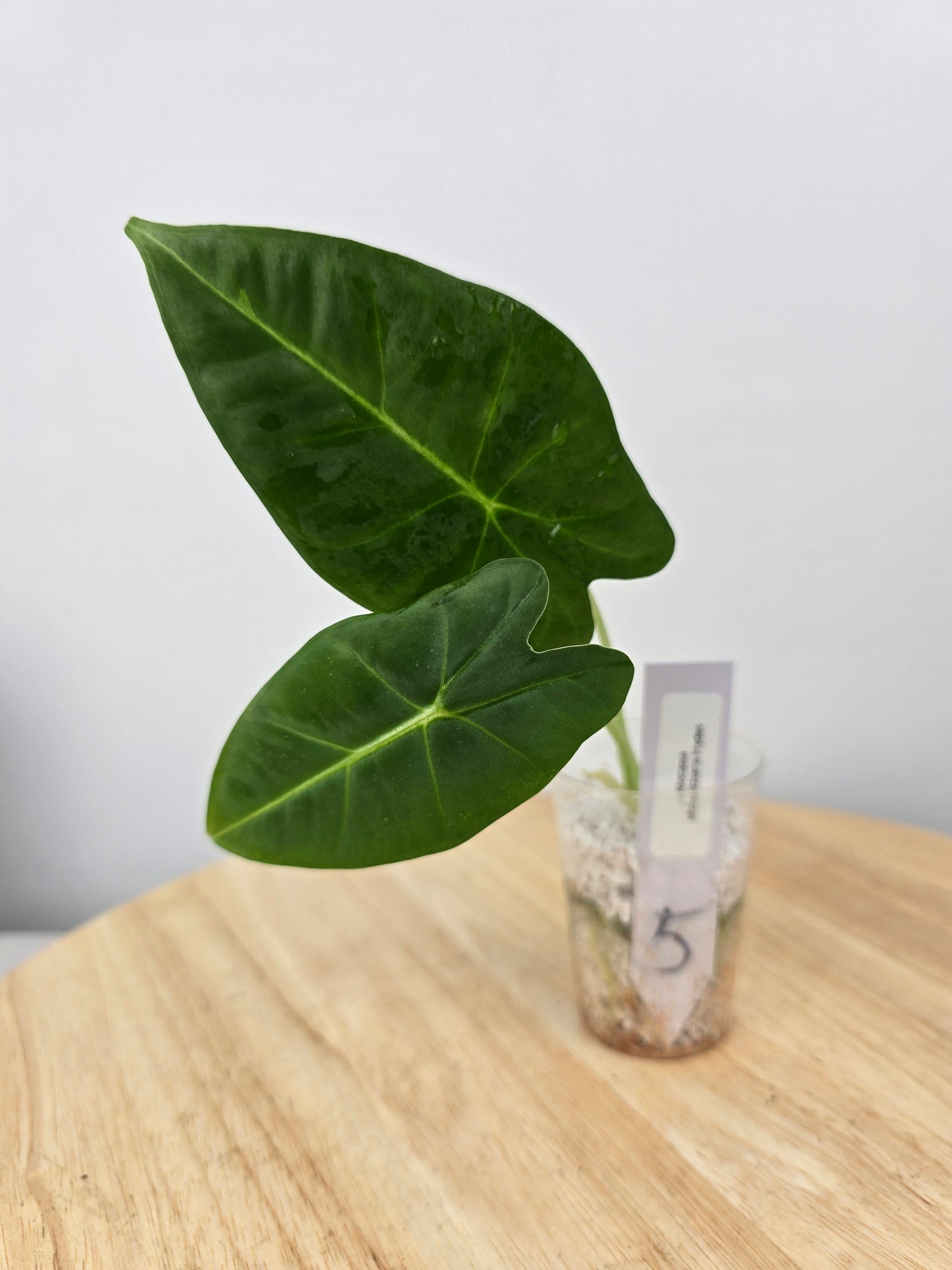 Alocasia Micholitziana Frydek (JP)