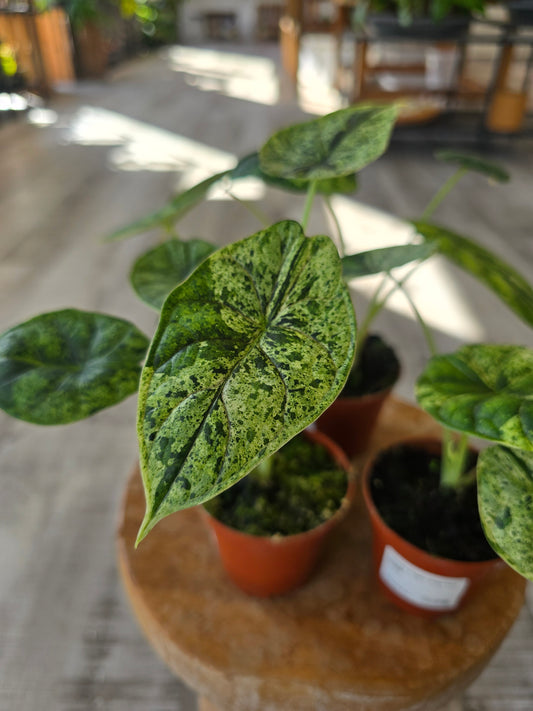Alocasia 'Dragon Scale Mint Variegata'