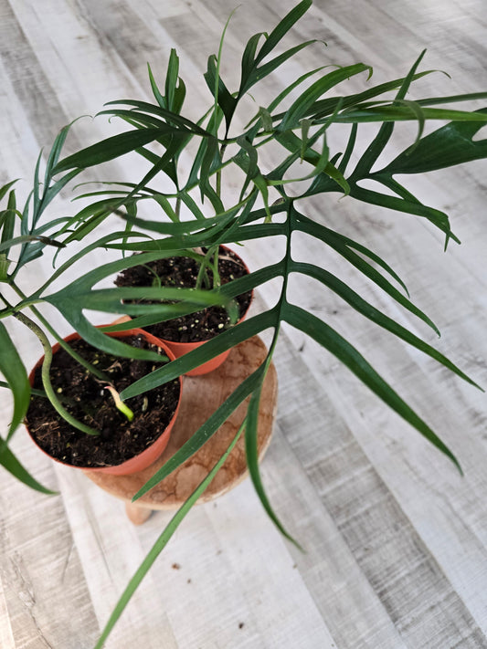 Philodendron polypodioides