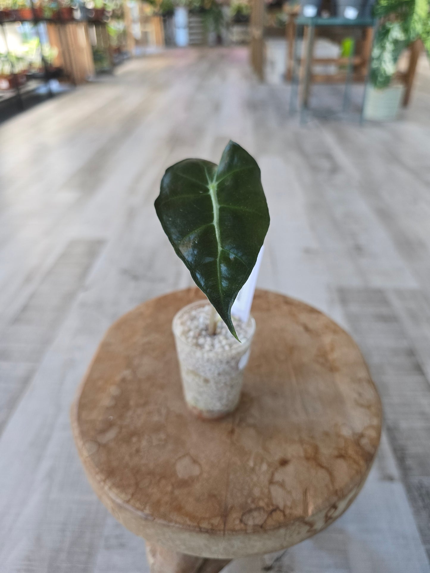 Alocasia Polly (JP)