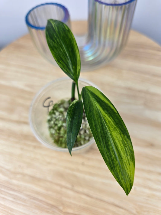 Epipremnum Amplissimum variegata