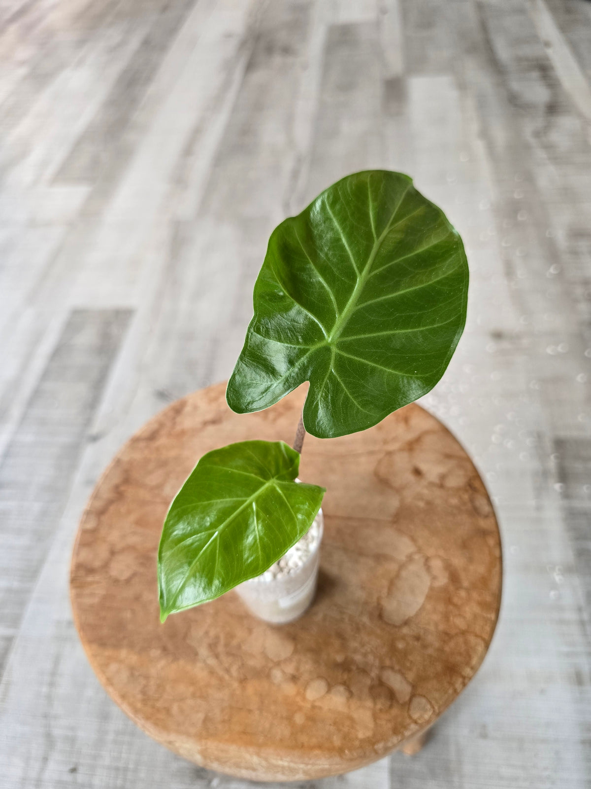Alocasia Imperial Red (JP)