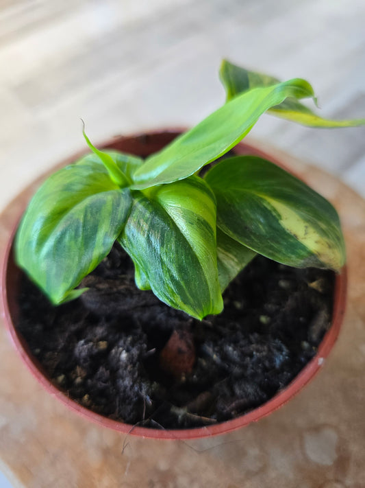 Musa Aurea
