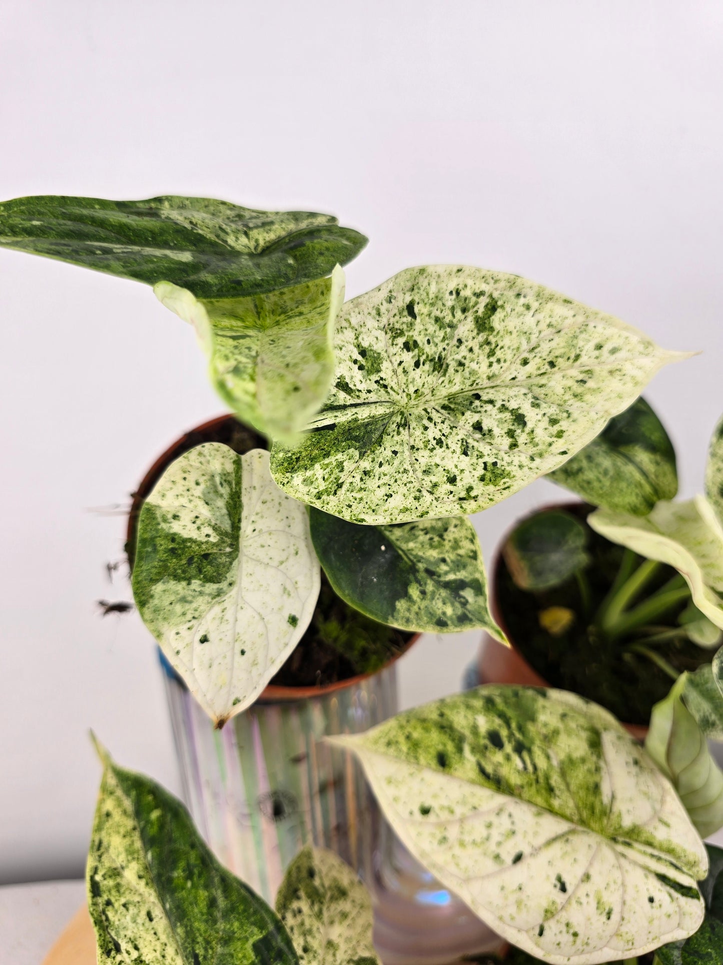 Alocasia 'Dragon Scale Variegata'
