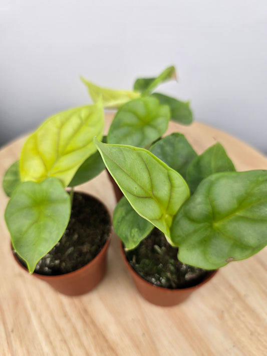 Alocasia 'Dragon gold'
