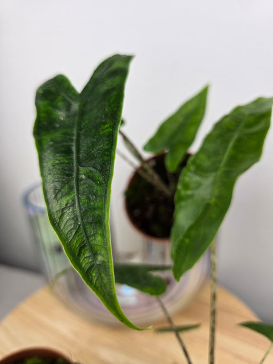 Alocasia zebrina 'Reticulata'