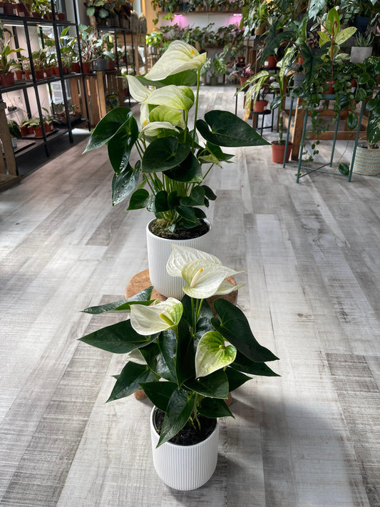 Anthurium Andreanum