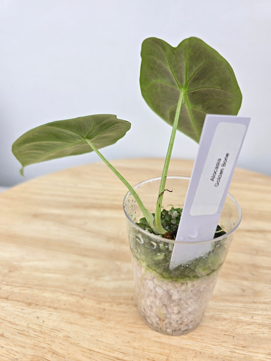 Alocasia Golden Bone (JP)