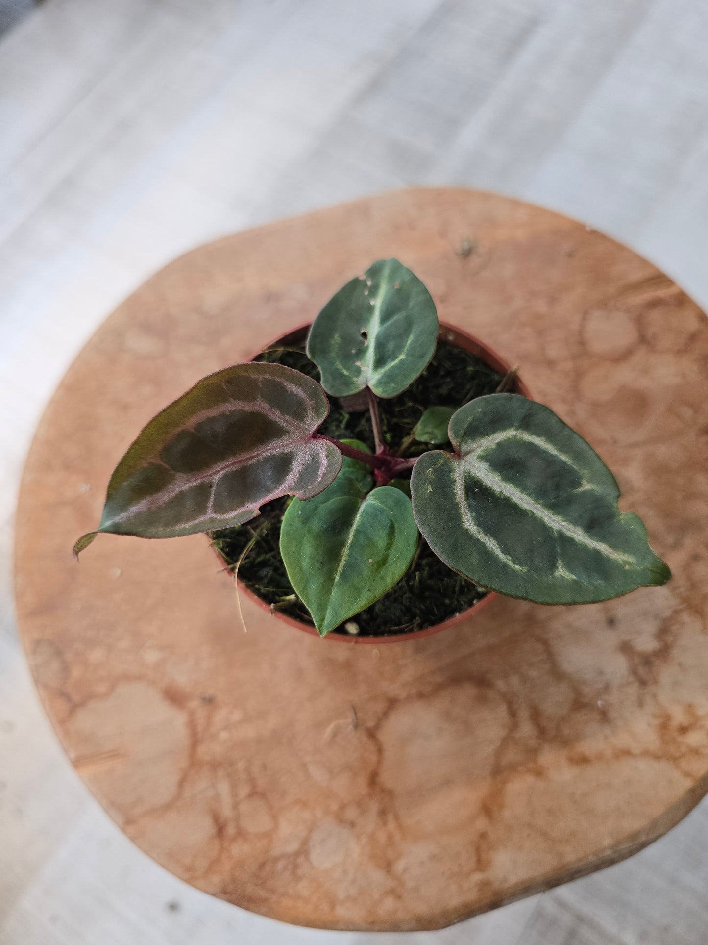 Anthurium Zara x Michelle x Red Crystallinum