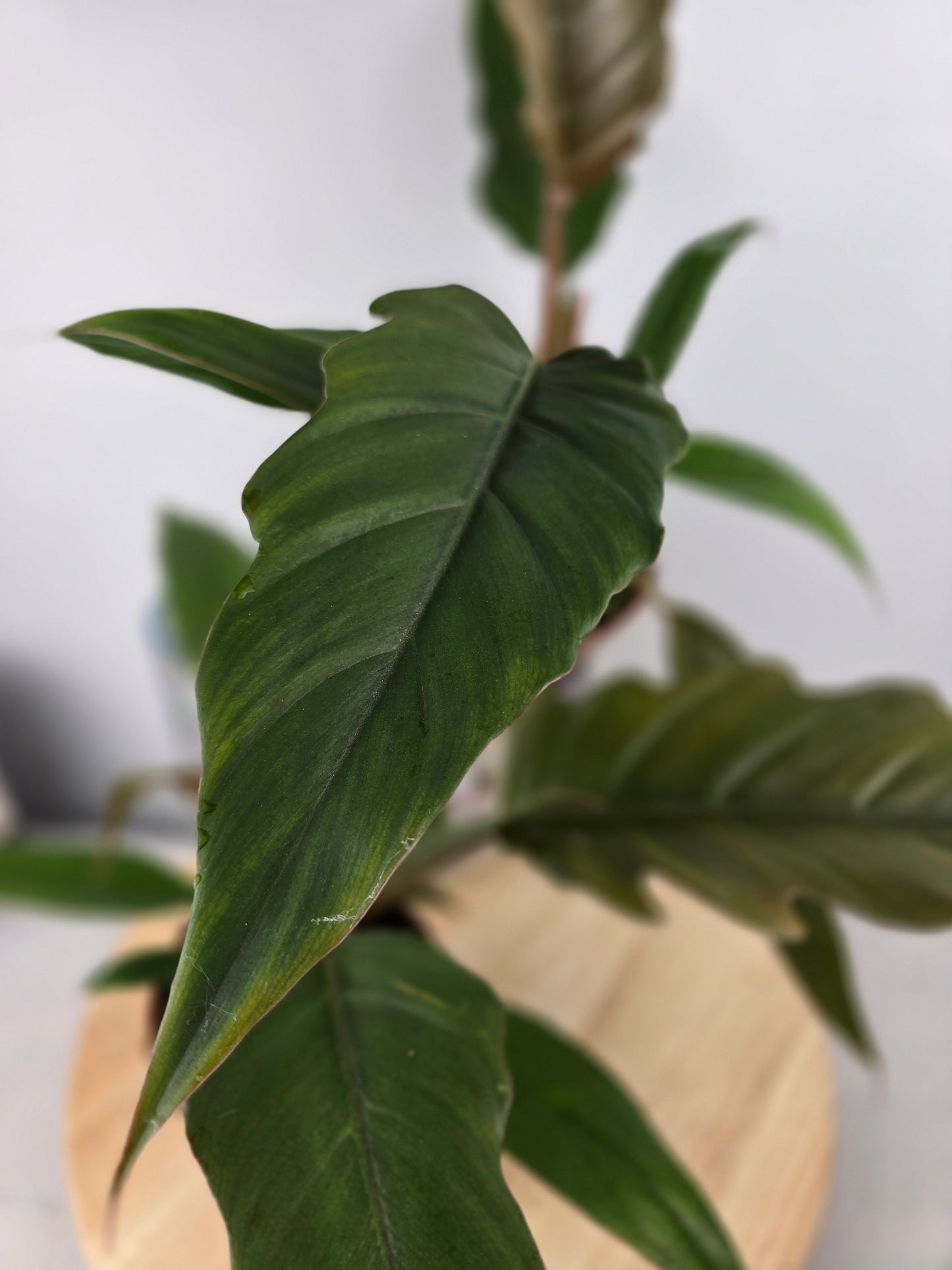 Philodendron 'Choco Empress'