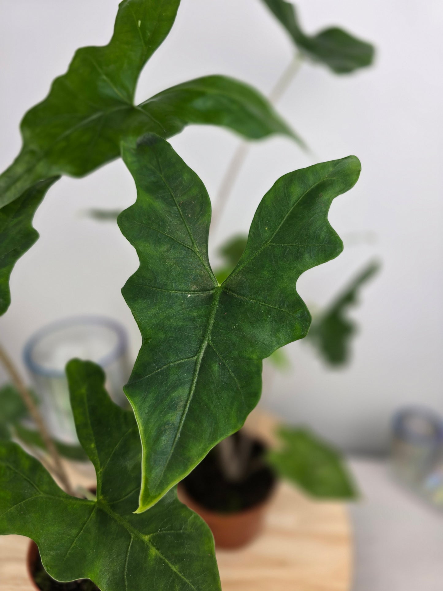Alocasia nycteris 'Bat Wing'
