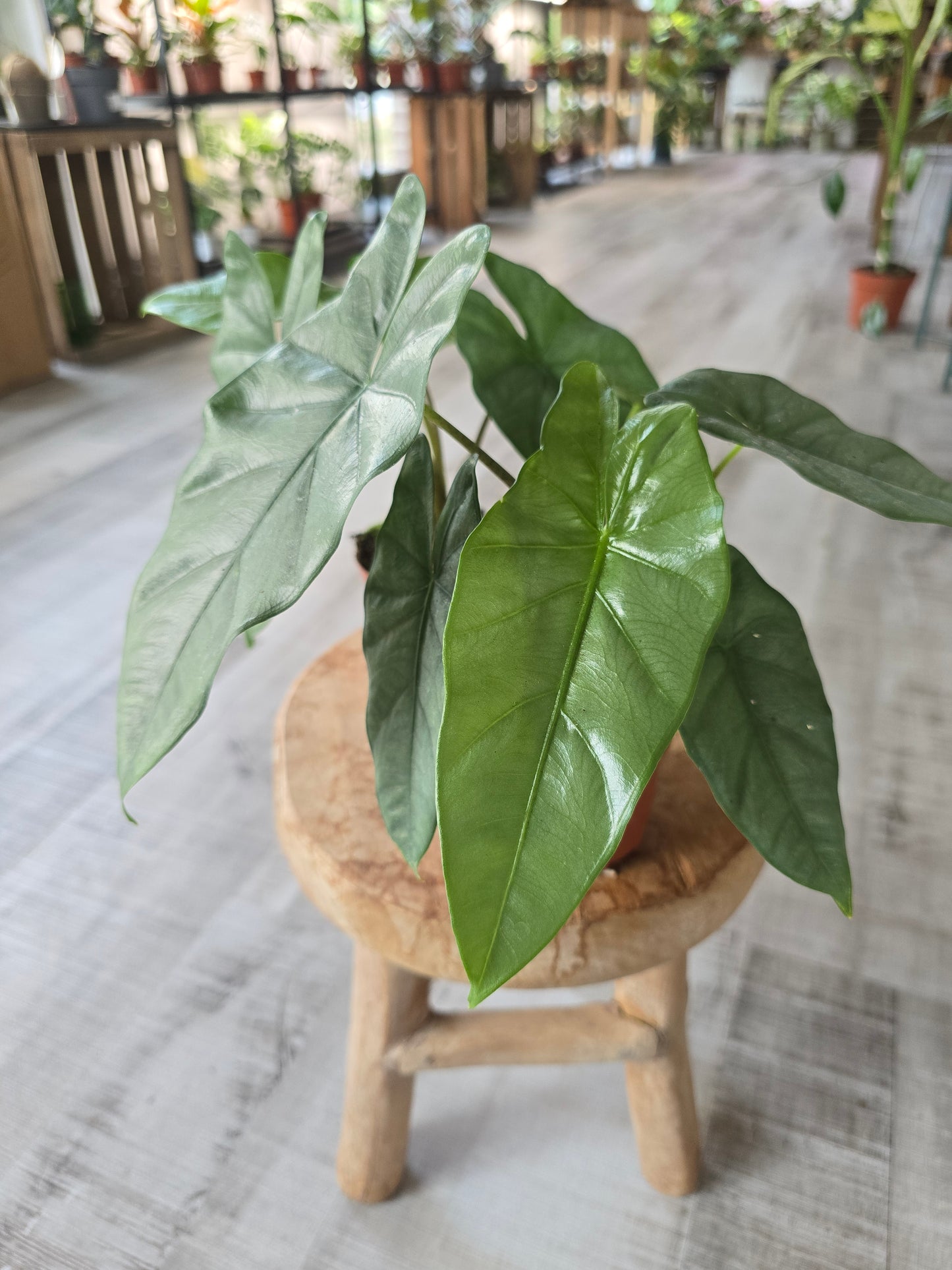 Alocasia Heterophylla 'Corazon'