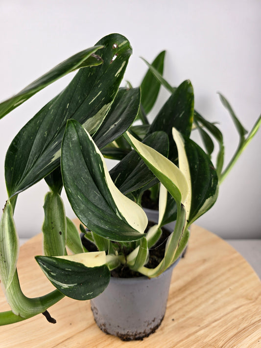 Monstera standleyana (Philodendron Cobra)