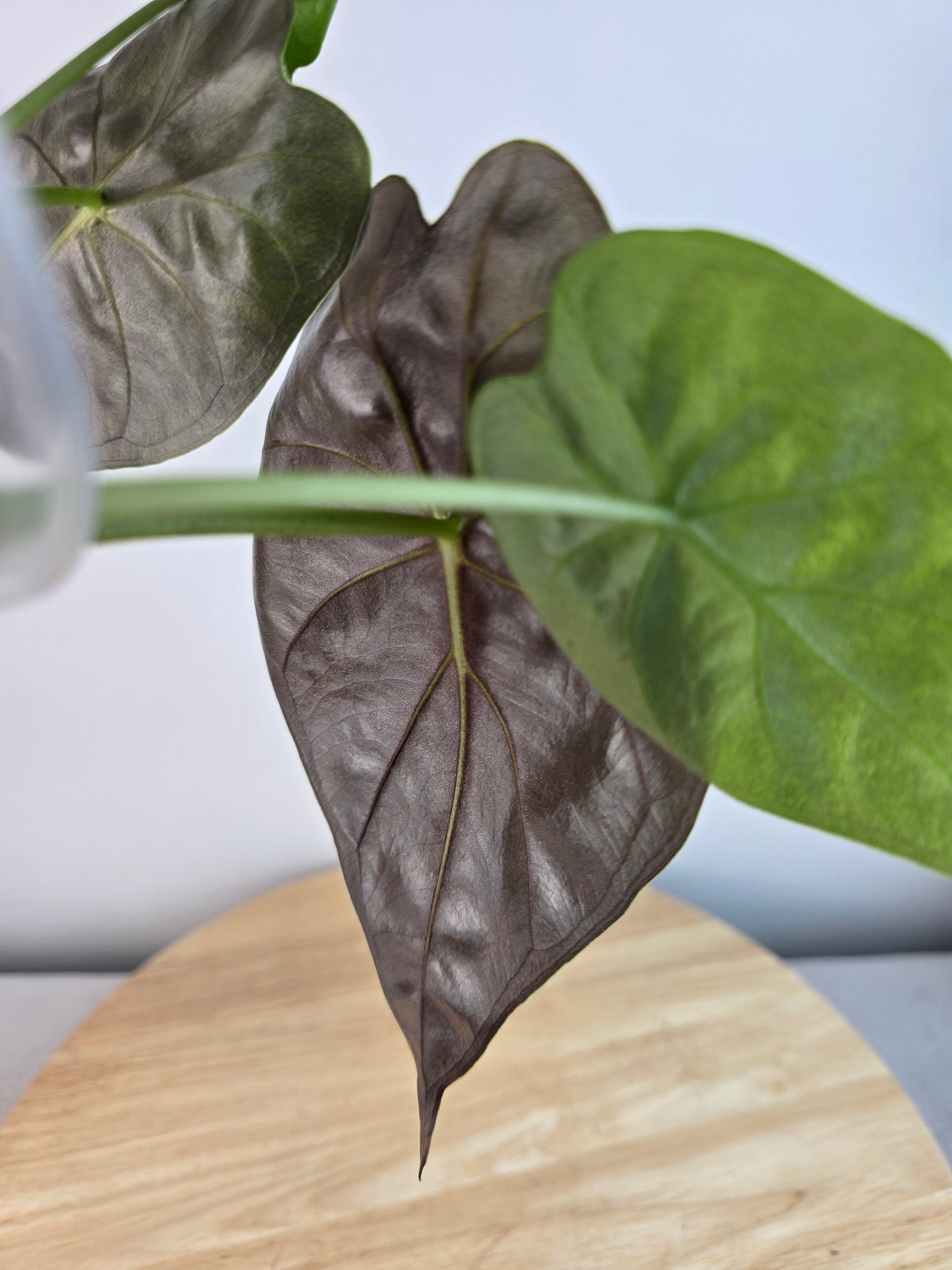 Alocasia Wentii (JP)
