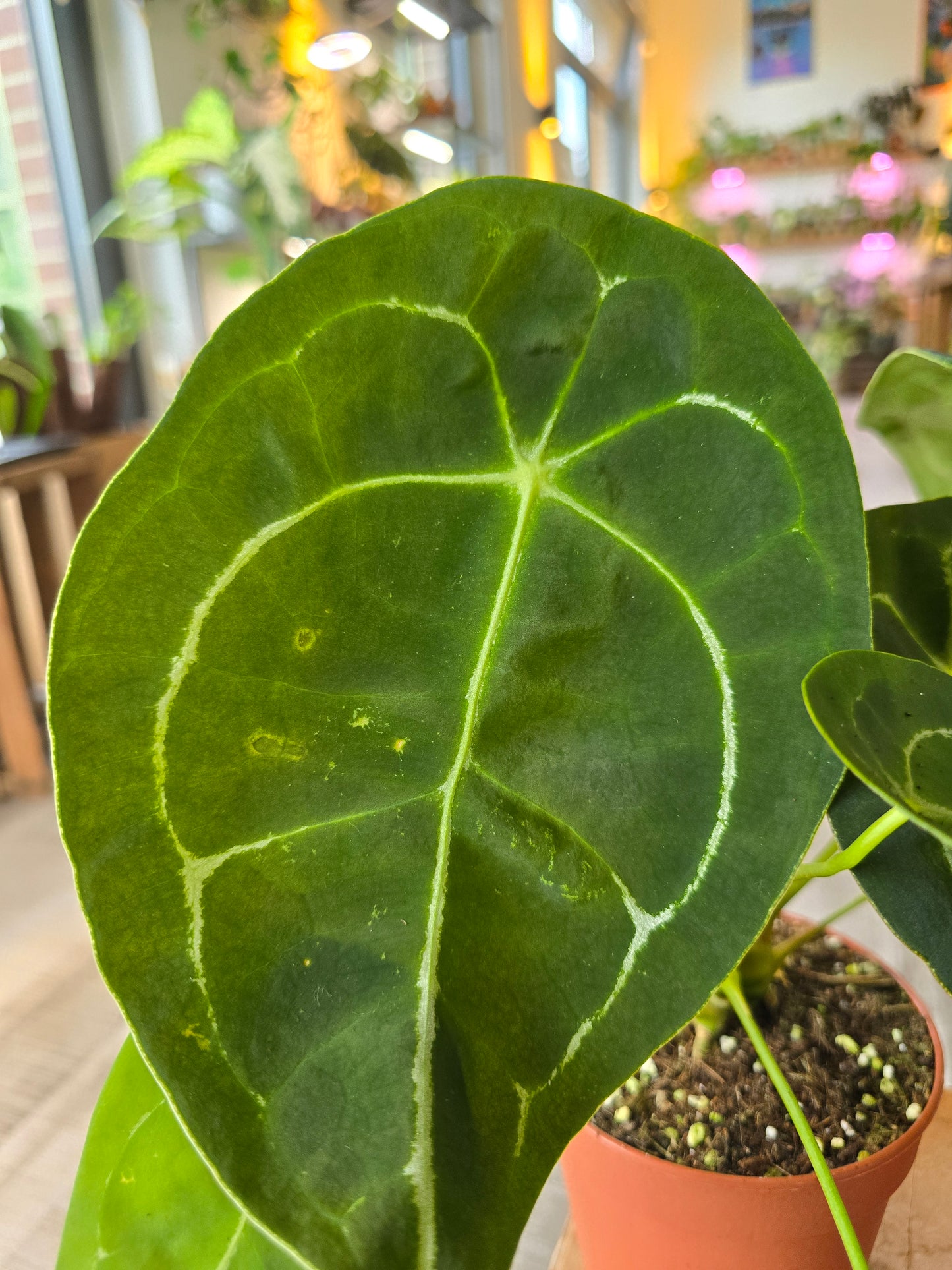 Anthurium Forgetii