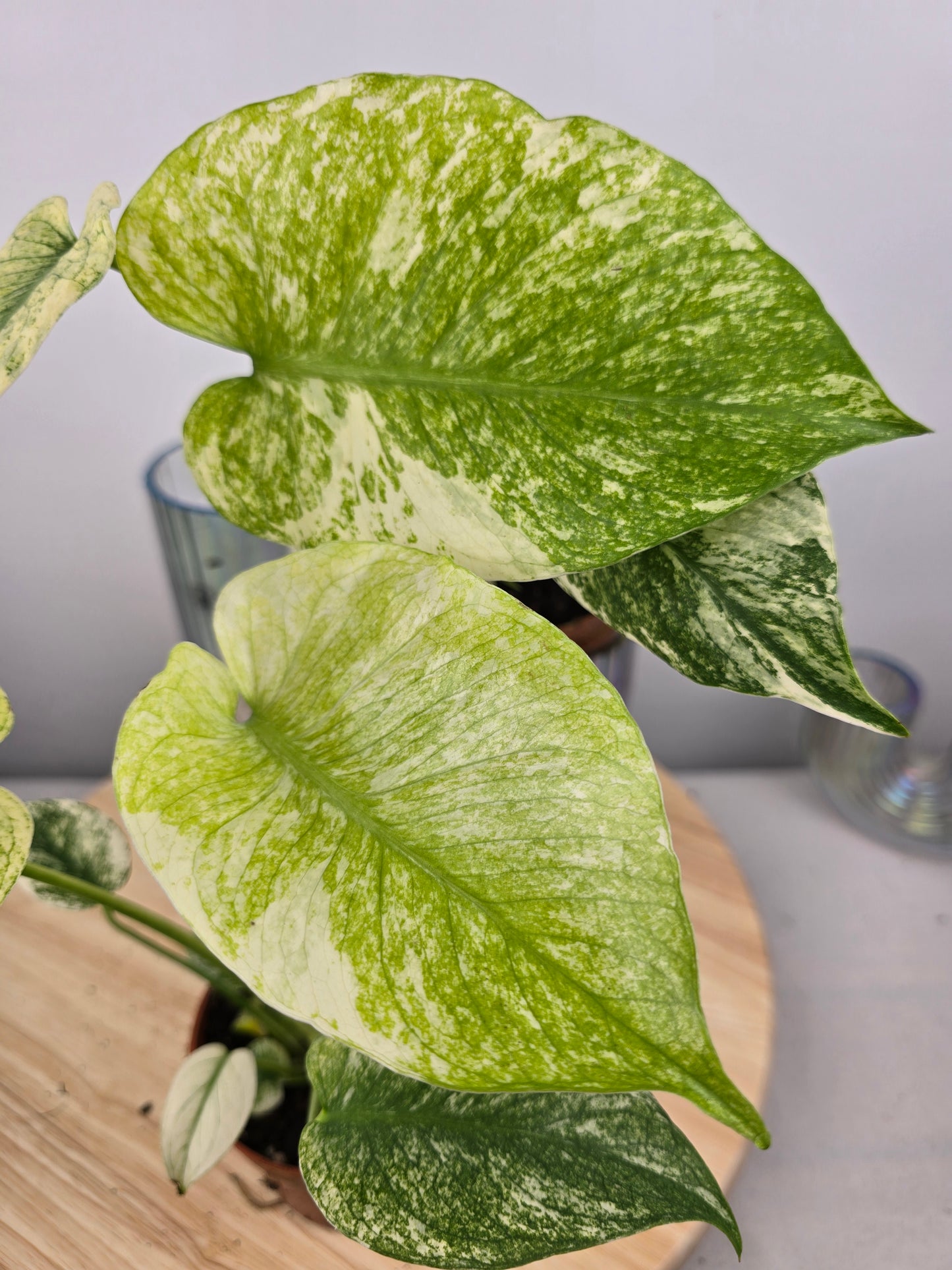 Monstera Deliciosa mint