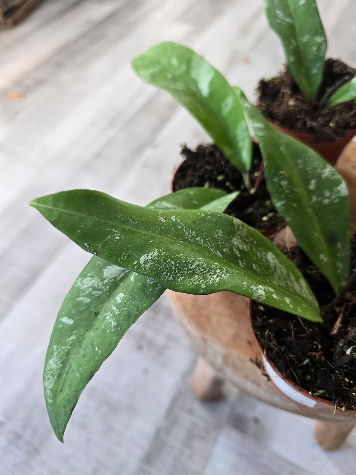 Hoya kaikoeana Splash sp. Dahlia