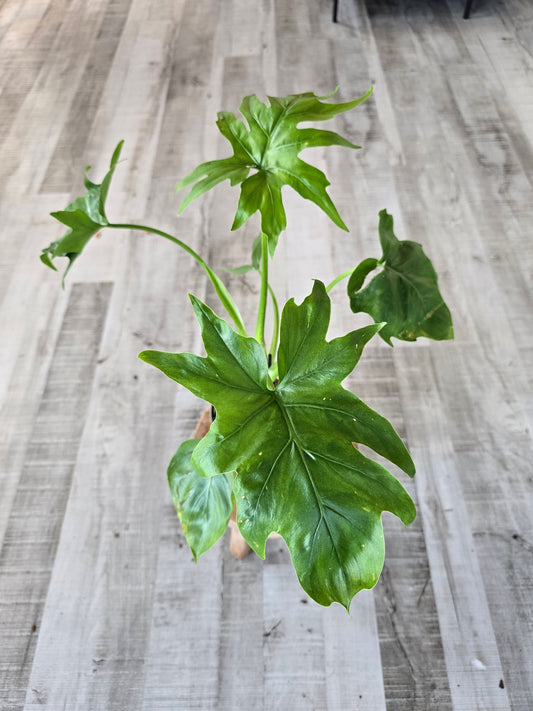 Philodendron warszewiczii