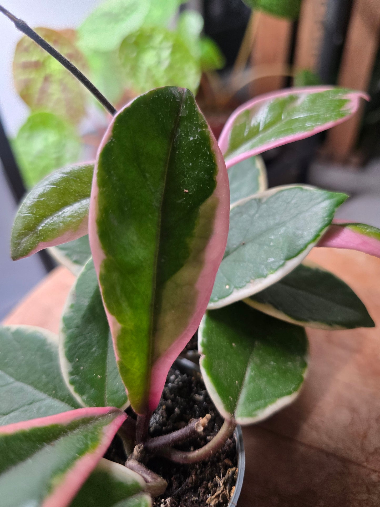 Hoya carnosa 'Flamingo Dream' 'S'