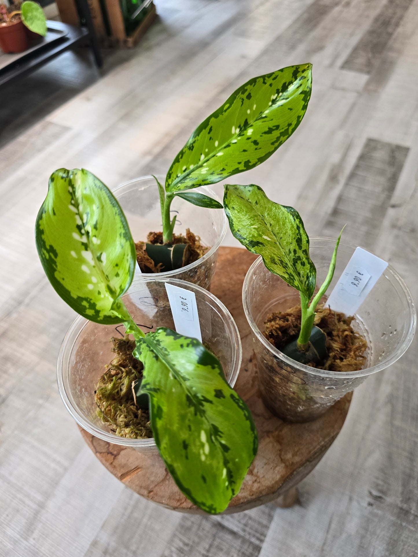 Dieffenbachia Crocodile (JP)