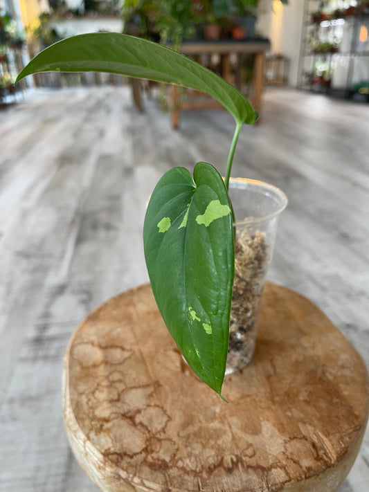 Syngonium Chiapense variegata (JP2)