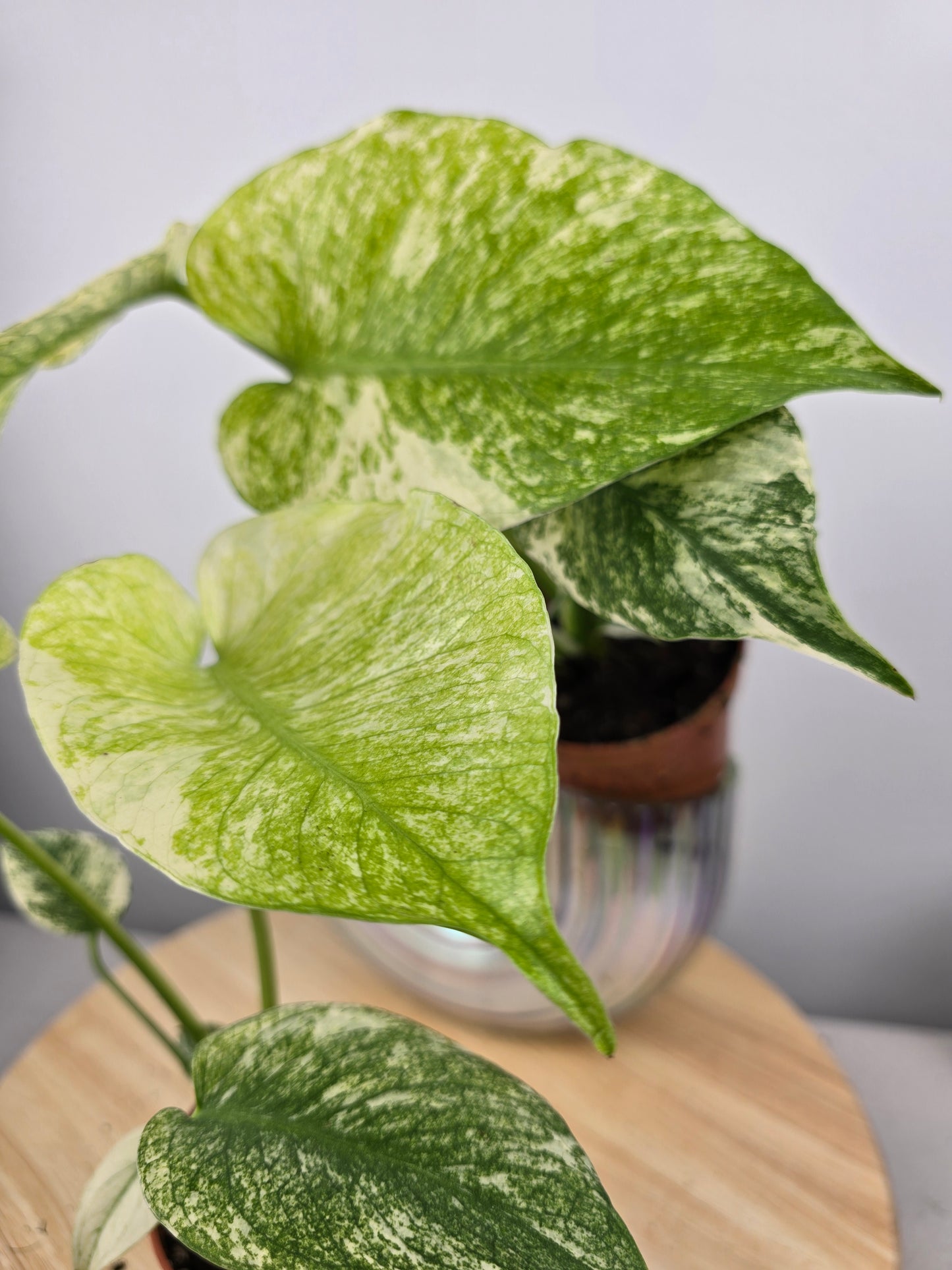 Monstera Deliciosa mint